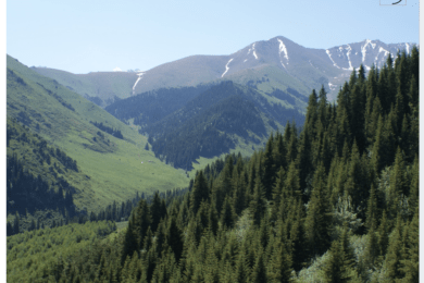 Second National Forest Inventory for Kyrgyzstan successfully implemented